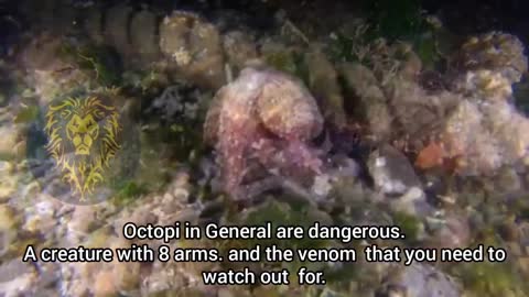 DANGEROUS FISH in the PHILIPPINES