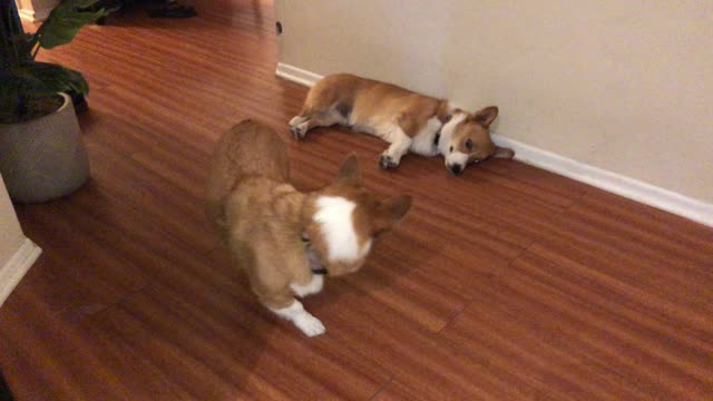 Corgi wrestling to the max