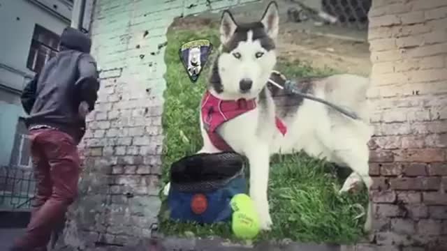 Funniest Siberian Husky Dog Videos 😁😇 Best Funny Animal Videos 2022 😺 Funny Dog Videos 2022 😁