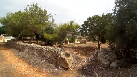 Spaziergang durch ein Wäldchen am Rande von Mgarr Malta