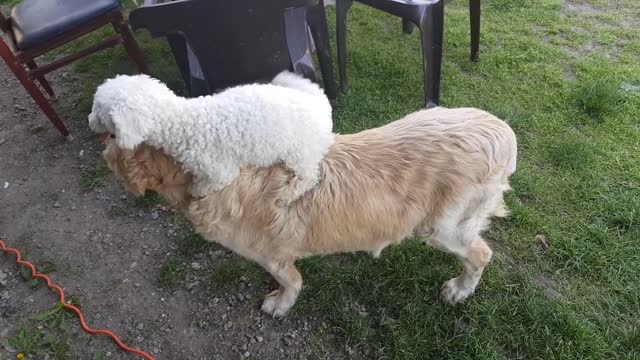 Smart Doggy Would Much Rather Go On Golden Retriever Back Rides