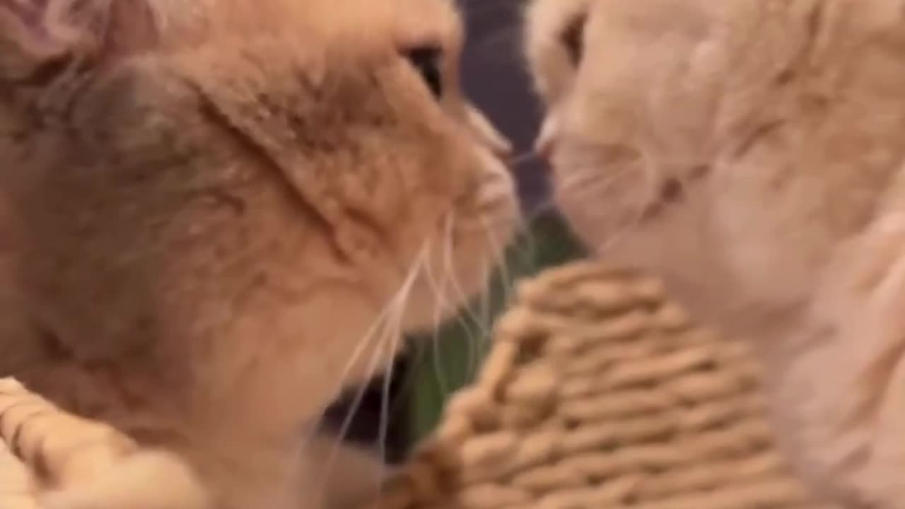 Cute And Funny Cats 😍😍😅😅 #viral #shorts #reels #cat #cats #pets #catsshare