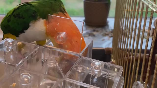 The most beautiful, brightest and smartest parrot in the world