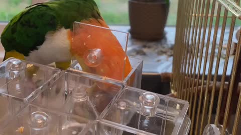 The most beautiful, brightest and smartest parrot in the world