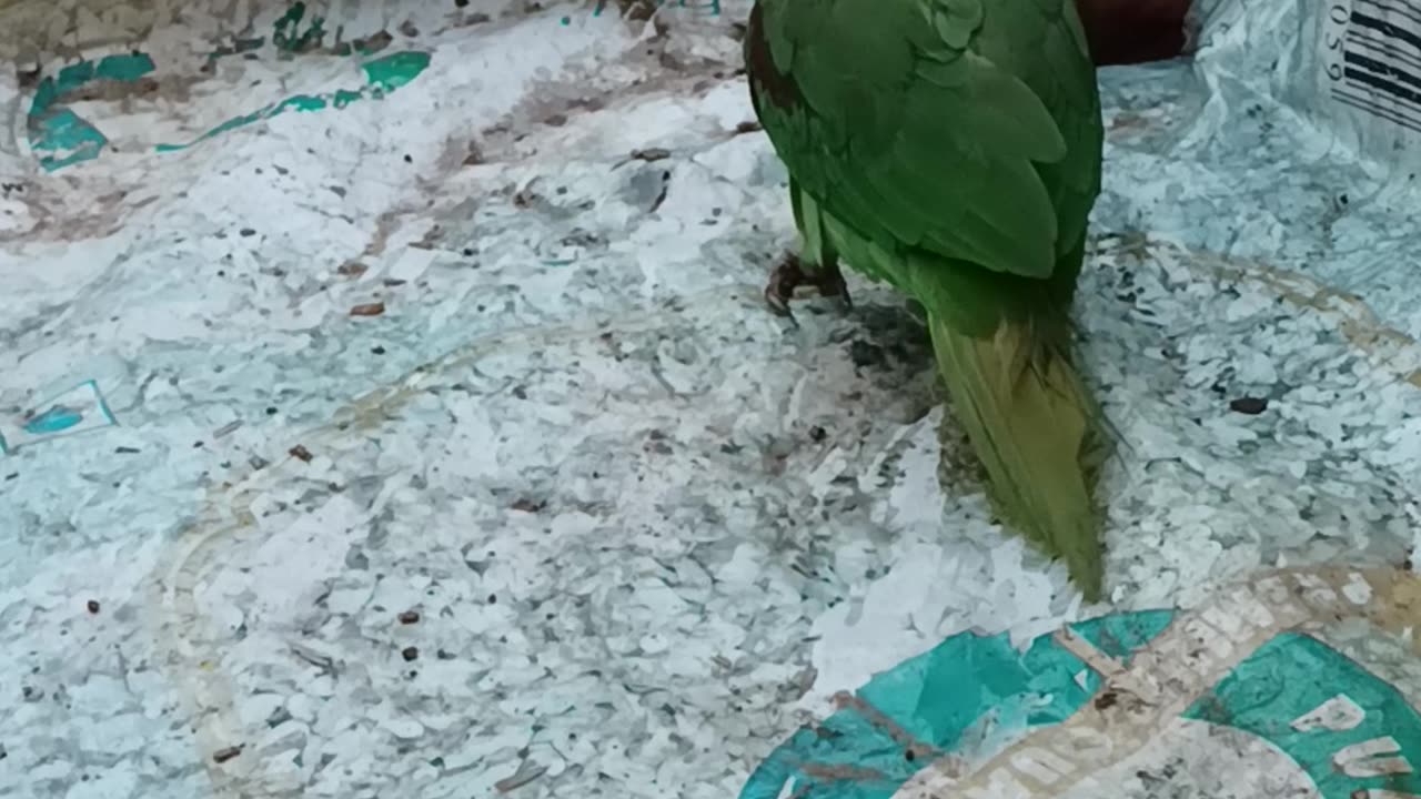 Bird Mosti Video