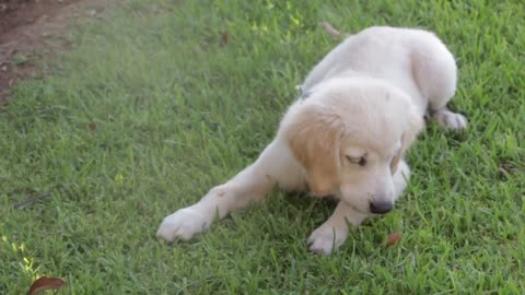 Nice dog playing on green ground