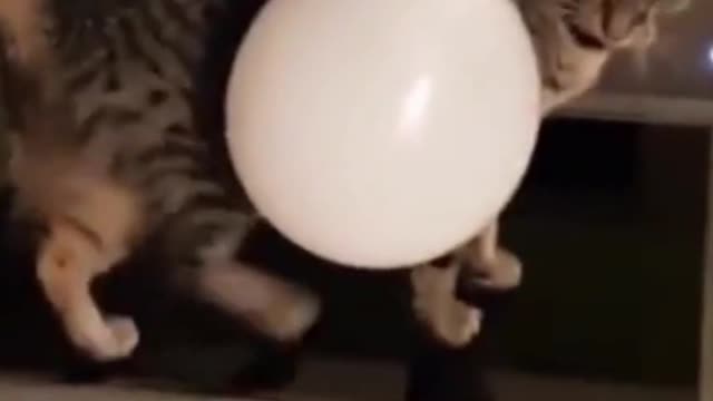 The cat saw the balloon and fell from the table in fear