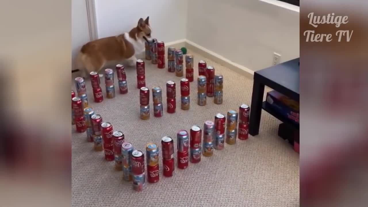 Super Cut Cat