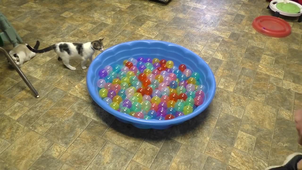 Cute Kittens Play in Ball Pit