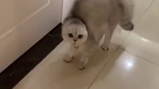 Funny and cute cats life 🐱👯‍♀️ cats and owners are the best friends videos 🤗