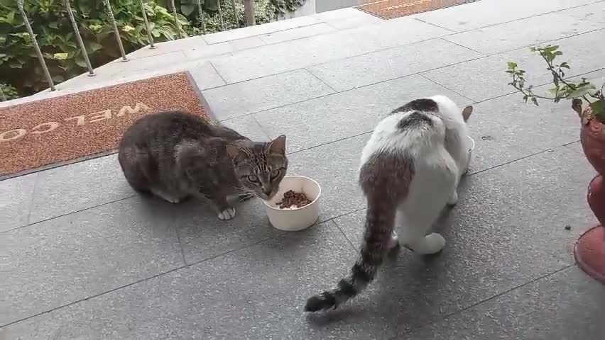 Cats that show up after neutering and eat cans of tuna.