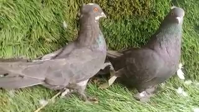 Viking pigeon bird