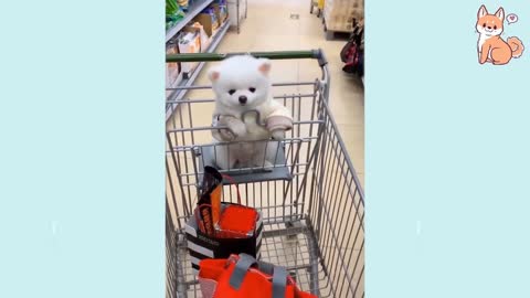 Funny Dogs Videos 2020 🐶 It's time to LAUGH with Dog's life