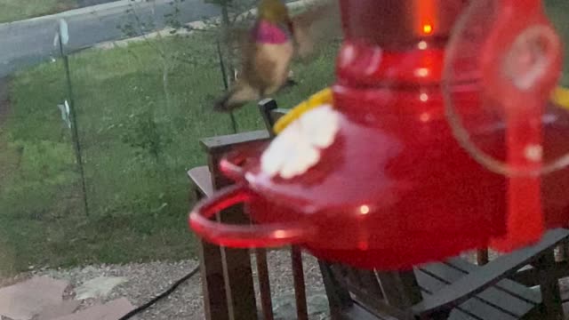 Broadtail hummingbird