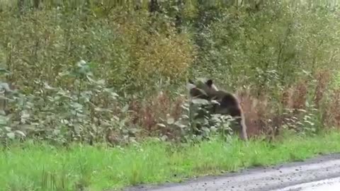 Two bears trample on the highway