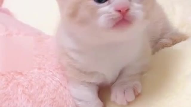 Baby cat cute funny cat video