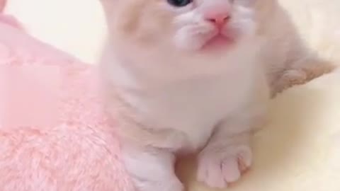 Baby cat cute funny cat video