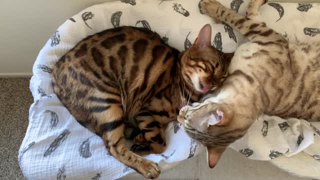 Kitty best friends simultaneously give each other tongue bath