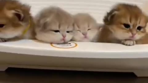 #cute cat#shorts
