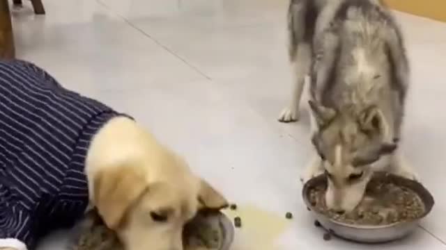 Dog Steals food from other dog😂