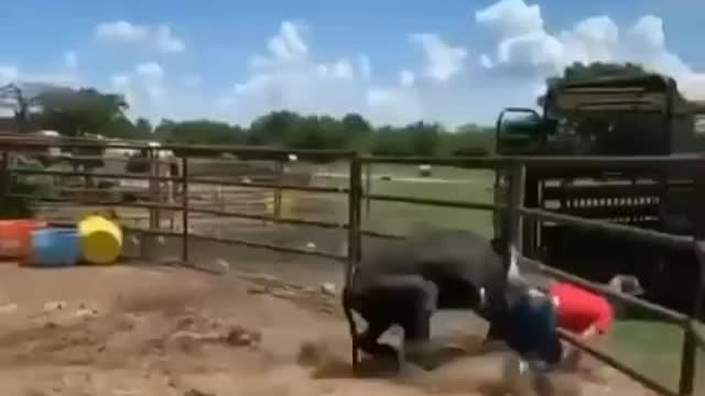 Funny Buffalo Fight 🤣🤣🤣