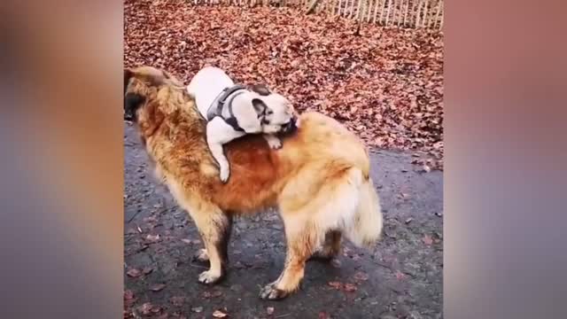 Adorable Puppy with duck