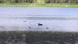 Small Ducks Swimming Time On The Lake