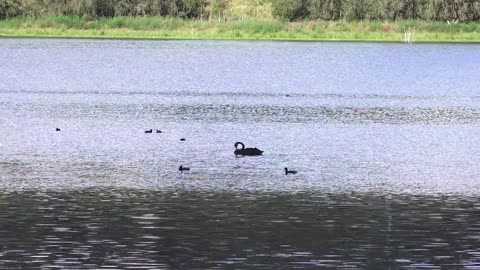 Small Ducks Swimming Time On The Lake