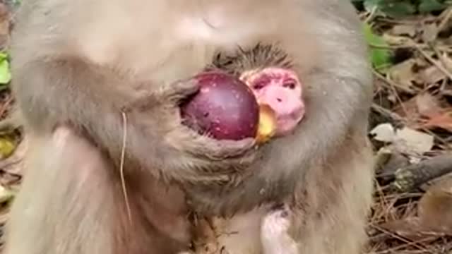 Cute monkey videos baby Funny Monkey Baby 😍 Newborn Monkey Baby