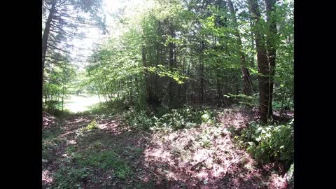 HE HATES TREES ! Tree Killer Takes down perfectly good tree for NO reason