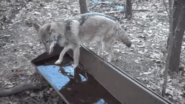 Wolf gets Brain freeze