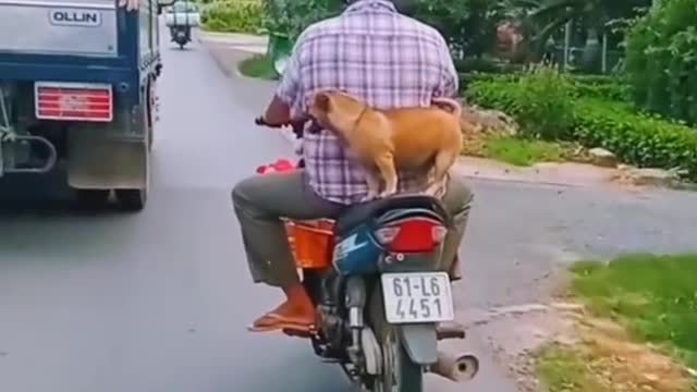 funny animal video