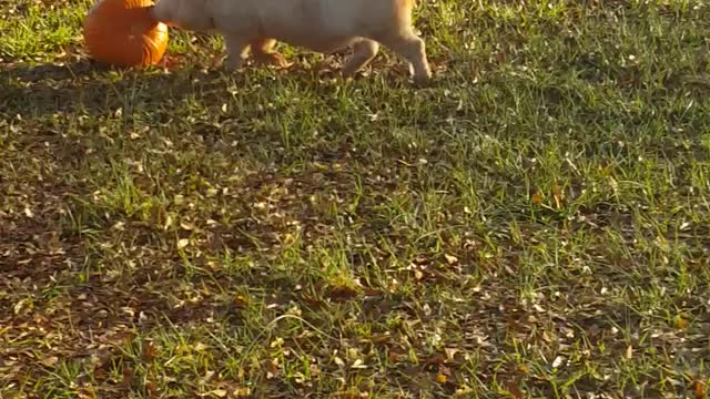 Wilbert the pig