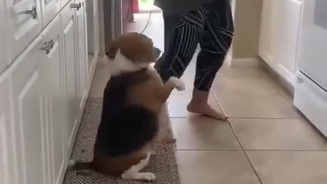 dancing with dog