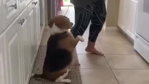 dancing with dog