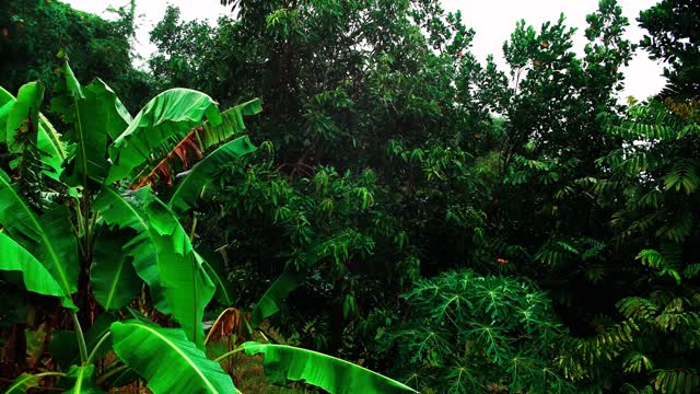 1hr Indonesia RAIN on Lush Green Palm Leaves | Rain Sounds ASMR