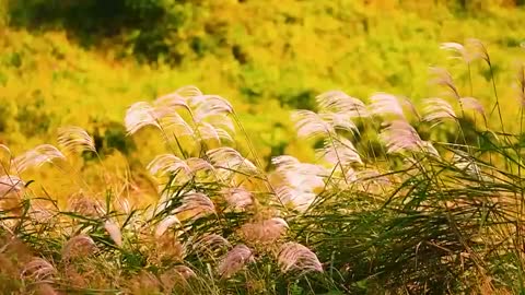 Scenery: Autumn: Meadows