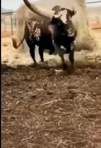 amazing animal videos in Ukraine #shorts 2022