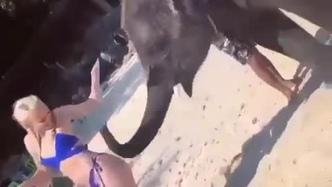 Elephants love too😋🤔😂