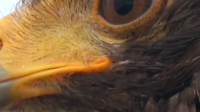The Eagle's eyes swept around like thunder
