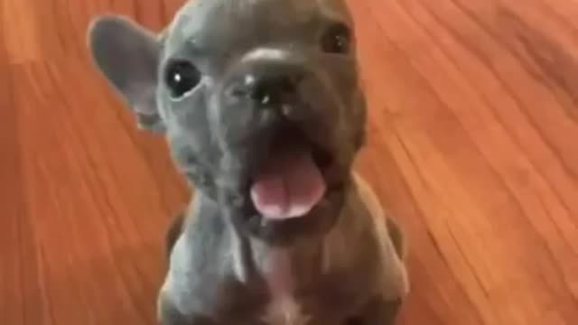 This puppy squeaks like a cat. He is still very small