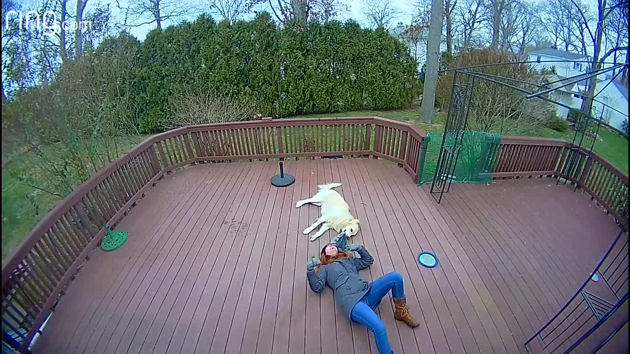 Dog Mistakes Furry Hood For a Toy and Drags Owner in The garden.