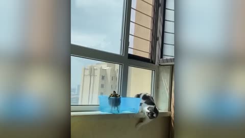 Best Animal Videos 2024 | Funny Cats and Dogs | Cats Funny Videos