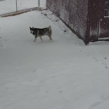 Our huskies first snow