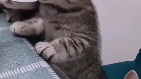 Cat cute video