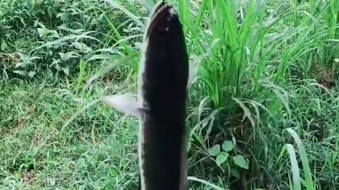 This is a beautiful and charming water-dwelling species