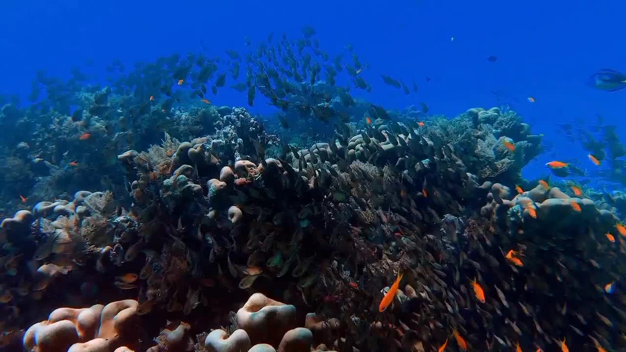 School Of Fish In The Deep Blue Sea