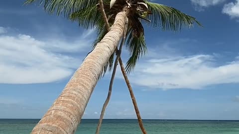 GIANT PALM TREE