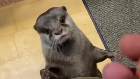Cute otter