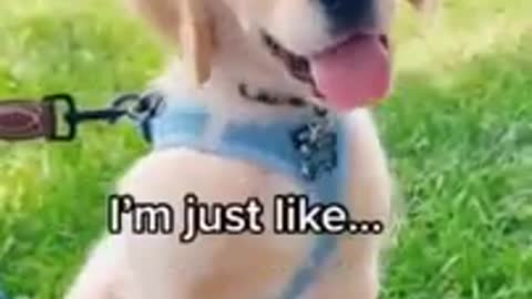 Cute smart dog poppy training video